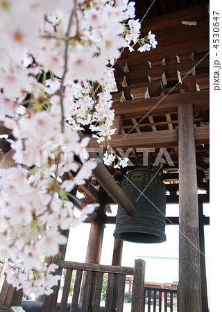 駒込吉祥寺　鐘楼と桜 4530647