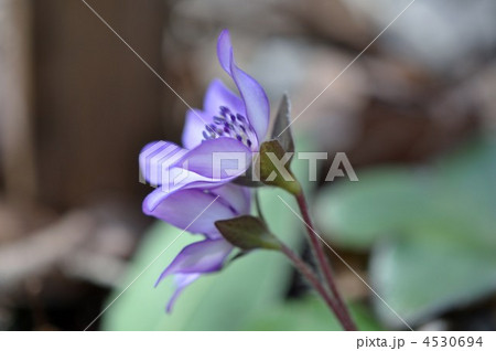 ミスミソウ ミスミソウ 4530694