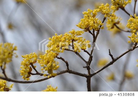 サンシュユの花 4530808