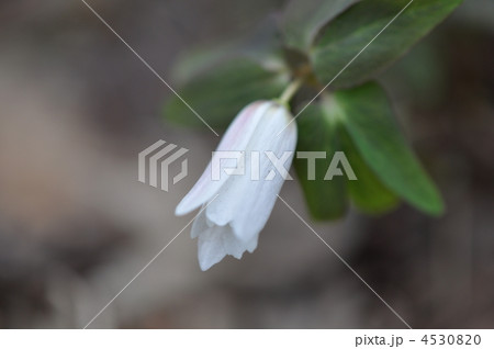 アズマイチゲ アズマイチゲ 4530820