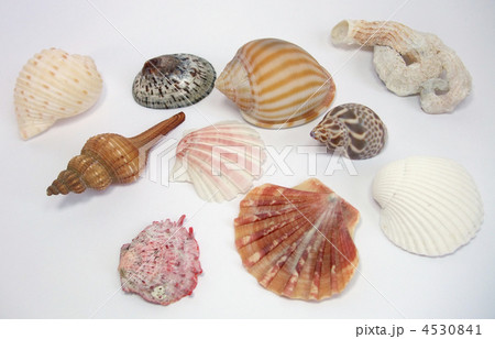 貝殻色々の写真素材 [4530841] - PIXTA
