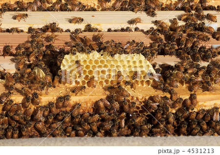 養蜂 ハチの巣 養蜂 ハチの巣 4531213