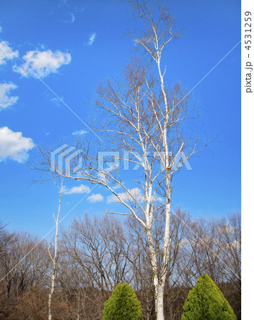 白樺 白樺 4531259