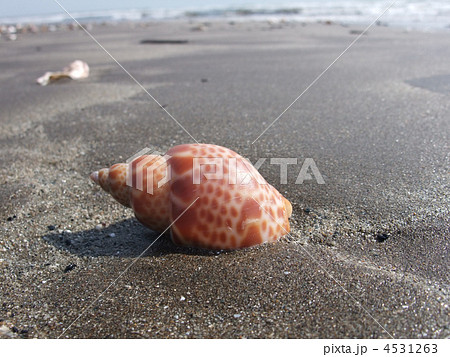 砂浜の貝 砂浜の貝 4531263
