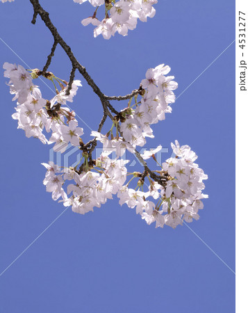 桜の素材(縦カット) 4531277