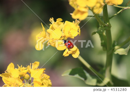 菜の花とテントウムシ 菜の花とテントウムシ 4531280