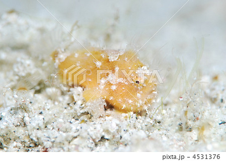 カエルアンコウ 4531376