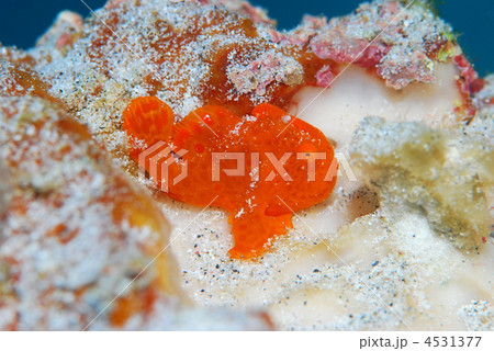 カエルアンコウ 4531377