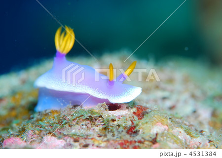 ウミウシ 4531384