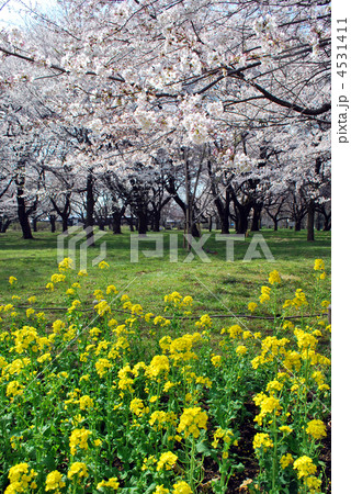 桜と菜の花 桜と菜の花 4531411
