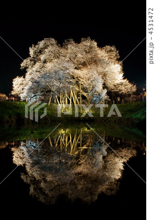久留米　浅井の一本桜 4531472