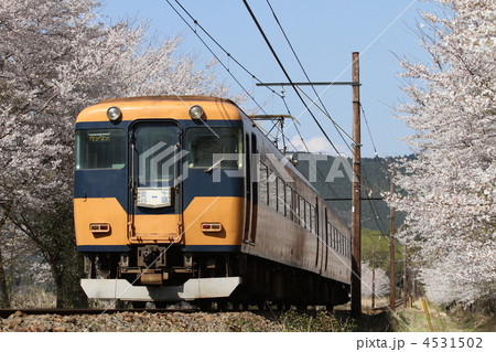桜並木を走る大井川鉄道　普通電車（元近鉄特急車） 4531502