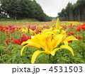 リリーパークのゆり 4531503