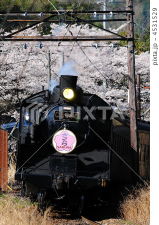 大井川鉄道のSLと桜 4531529
