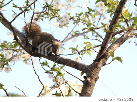 桜の枝のリス　桜の花を食べてました。 4531608