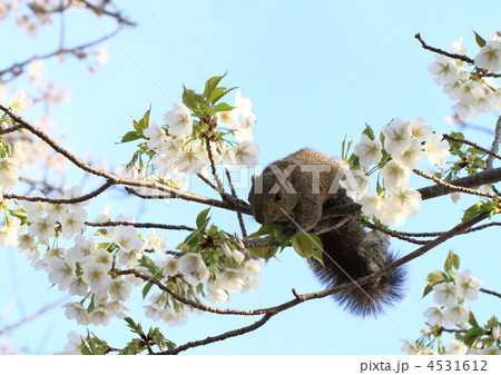 桜の枝のリス　桜の花を食べてました。 4531612