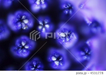 オウスティオスペルマム　花粉 4531778