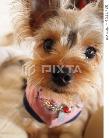 Let's Smile* 4531780