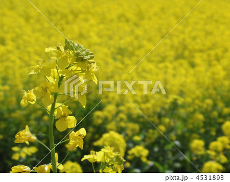 菜の花畑 菜の花畑 4531893