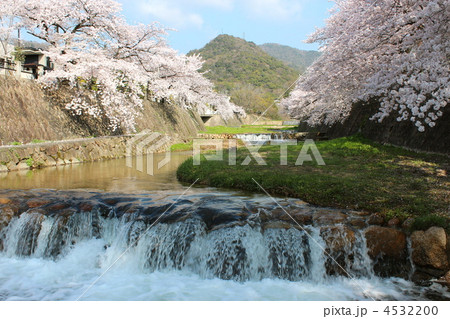 芦屋川と満開の桜 芦屋川と満開の桜 4532200