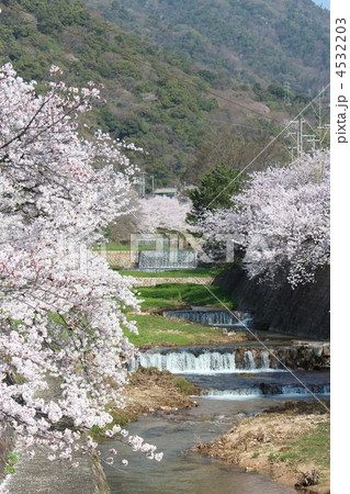 芦屋川と満開の桜 芦屋川と満開の桜 4532203