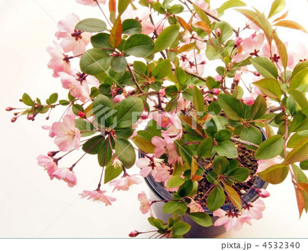 花海棠の鉢植え 花海棠の鉢植え 4532340
