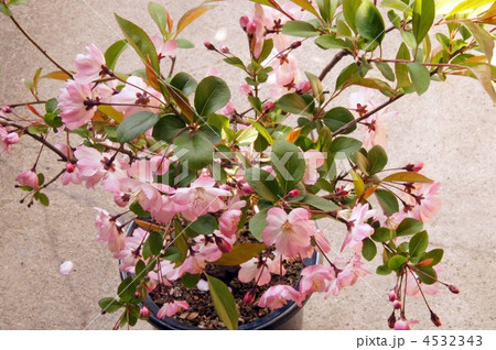 花海棠の鉢植え 4532343