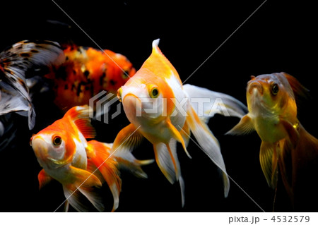 リュウキン 4532579