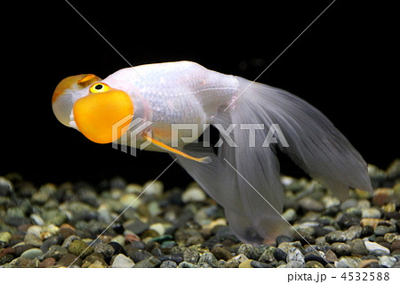 スイホウガン 4532588