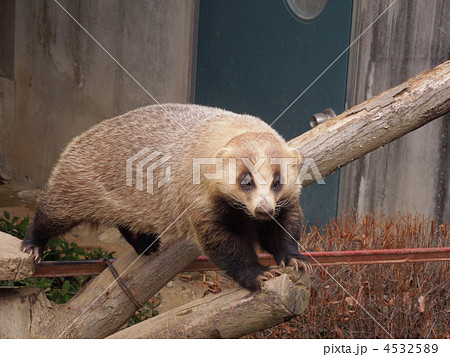 エサをねだるニホンアナグマ 4532589