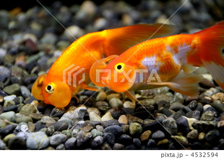 スイホウガン スイホウガン 4532594