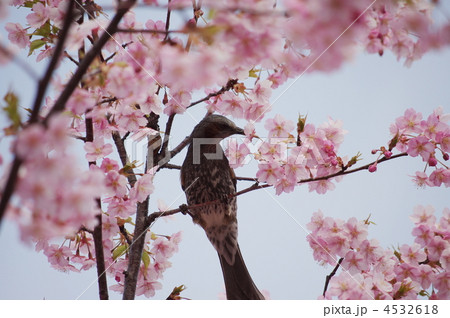 ヒヨドリと桜 ヒヨドリと桜 4532618