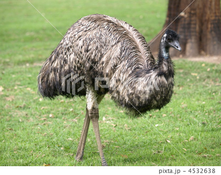 エミュー 4532638