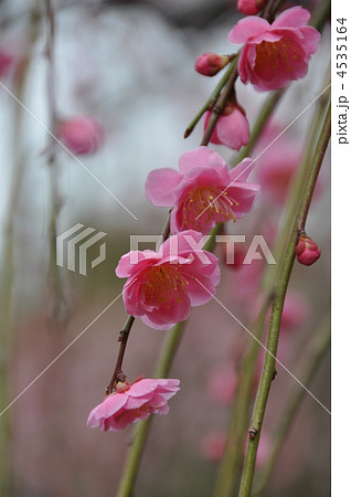 シダレウメ 4535164