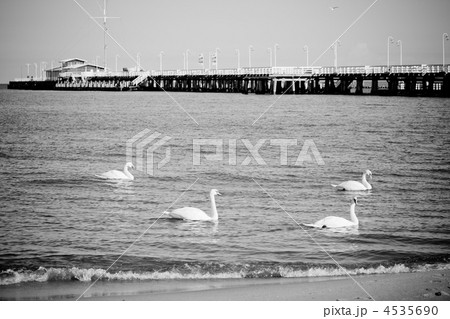 birds at pier 4535690