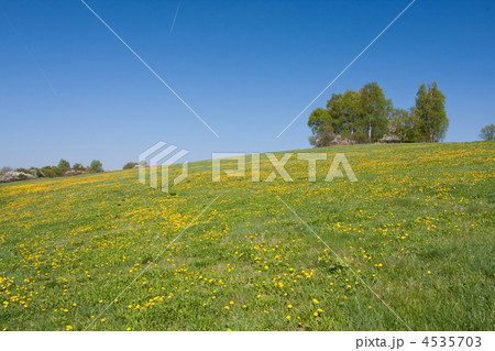 grassland in the springtime grassland in the springtime 4535703