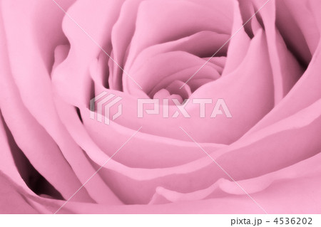 pink rose close up 4536202