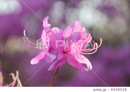 ミツバツツジ 4549526