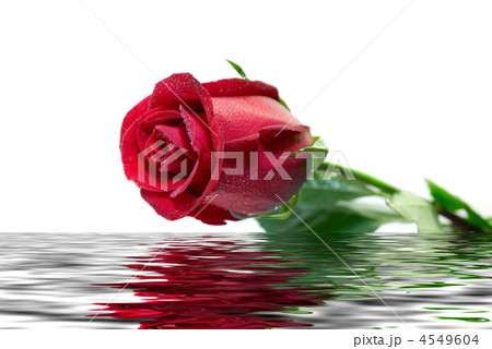 beautiful red rose 4549604