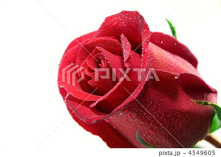 Close-up of red rose Close-up of red rose 4549605