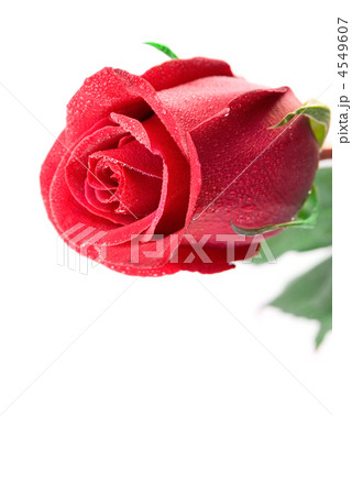 red rose for comliment red rose for comliment 4549607