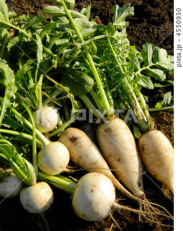 株と大根の収穫 4550930