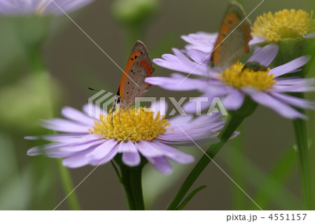 ベニシジミとカントウヨメナ 4551157