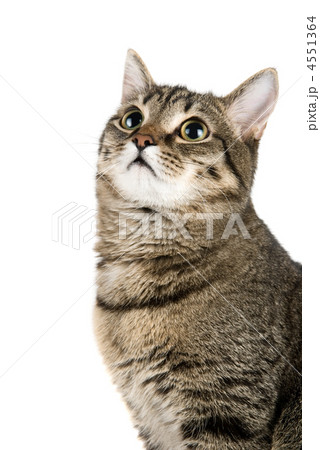 Top Looking cat 4551364