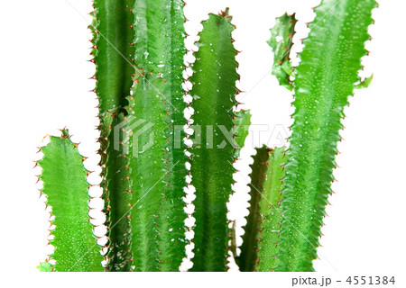 Green Cactus 4551384
