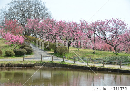 桃の花満開の公園 4551576