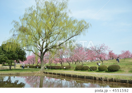 桃満開の公園 4551592