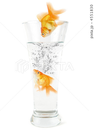 goldfish jumping goldfish jumping 4551830