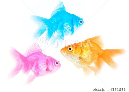 Three different color fishes Three different color fishes 4551831