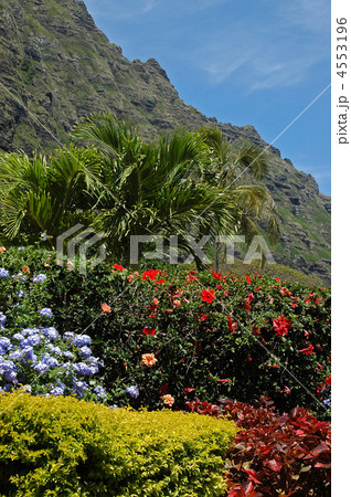 南国植物 4553196